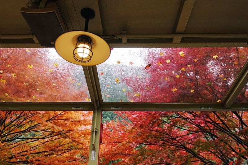 Fall Leaves Seen through a Window