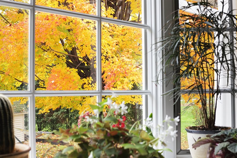 leaves turning yellow on a tree outside of a kitchen window.